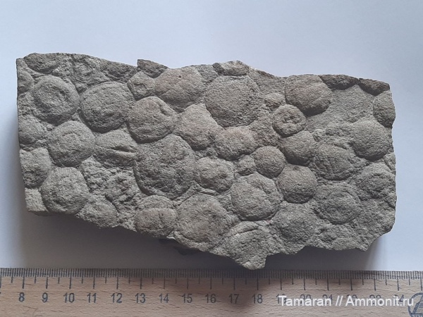 венд, протерозой, Украина, Nemiana, Nemiana simplex, вендобиота, Beltanelliformis