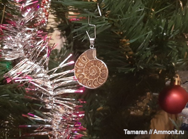 аммониты, мел, головоногие моллюски, мезозой, Мадагаскар, Cleoniceras, Cleoniceratidae