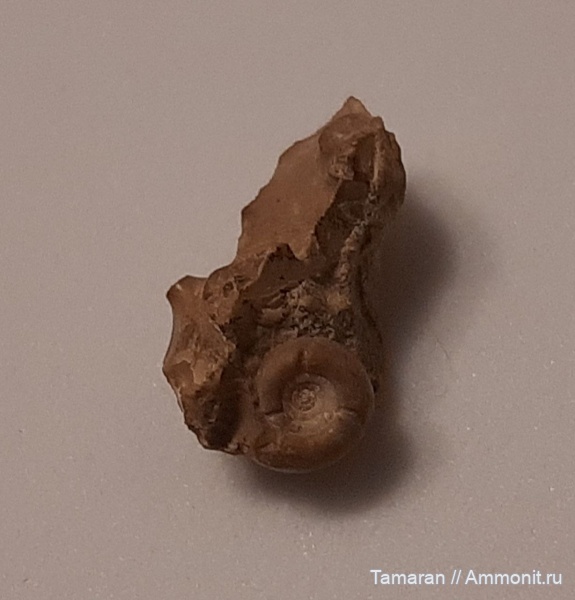 аммониты, пермь, головоногие моллюски, палеозой, Казахстан, Goniatitida, артинский ярус, Metalegoceras