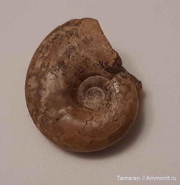 аммониты, пермь, головоногие моллюски, палеозой, Казахстан, Prolecanitida, артинский ярус, daraelites, daraelites elegans, daraelitidae