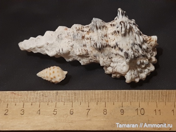 гастроподы, неоген, кайнозой, прижизненная окраска, Cerithium, голоцен, Чокрак, Cerithiidae, Cerithium cattleyae, Псебепс, Cerithium nodulosum