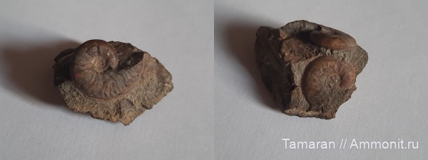 аммониты, юра, головоногие моллюски, мезозой, Карачаево-Черкессия, Leioceras opalinum, Leioceras, Graphoceratidae, аален