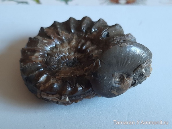 аммониты, юра, Германия, головоногие моллюски, мезозой, плинсбах, Pleuroceras, Pleuroceras spinatum, Amaltheidae, Amauroceras, Amauroceras ferrugineum