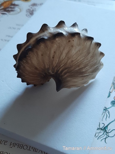 головоногие моллюски, кайнозой, Argonauta, голоцен, колеоидеи, Argonauta hians