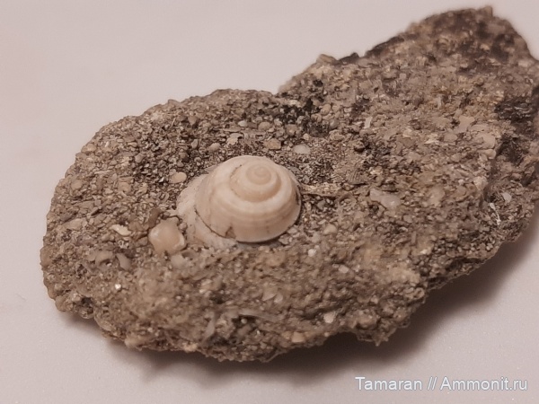 гастроподы, неоген, кайнозой, Gibbula, голоцен, Trochidae, Чокрак, Псебепс