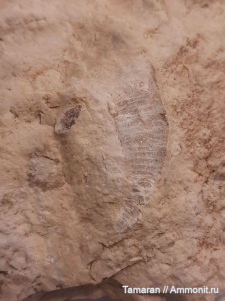 карбон, кораллы, гжельский ярус, палеозой, ругозы, Rugosa, проблематики, Зеленоград