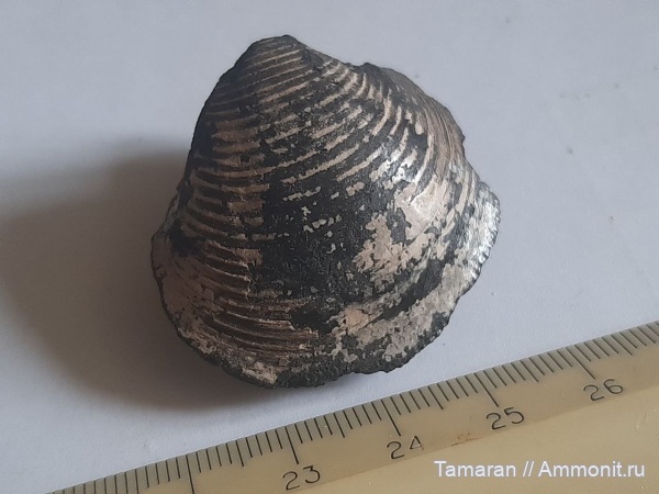 юра, Москва, мезозой, волжский ярус, двустворчатые моллюски, Astarte, Astarte rouillieri, Зеленоград, зона V. virgatus