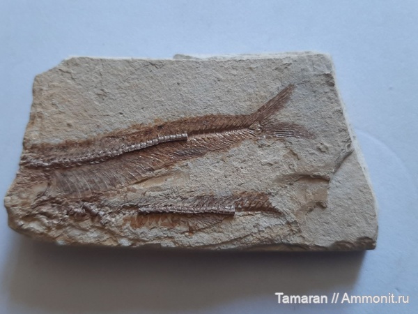 рыбы, кайнозой, Керчь, костные рыбы, Сарматский ярус