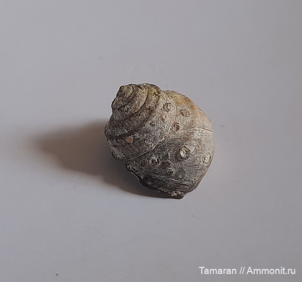 брюхоногие моллюски, кайнозой, Крым, Gibbula, Севастополь, средний сармат, Сарматский ярус, Gibbula beaumonti