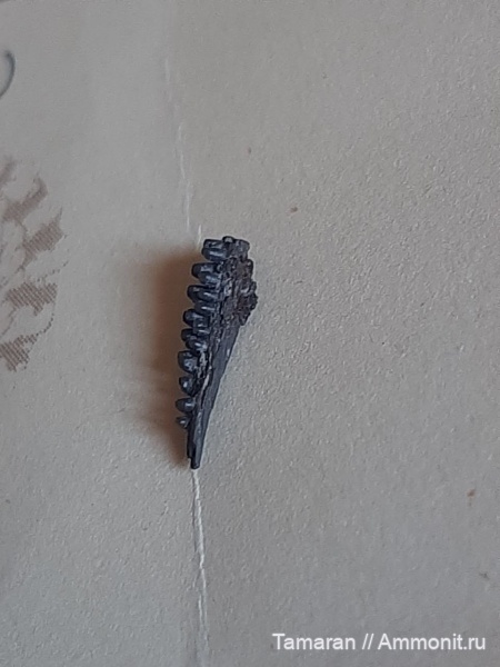 рептилии, пермь, США, палеозой, Captorhinus, Captorhinus aguti