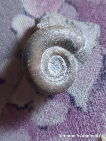 мел, мезозой, берриас, Protetragonites, Балки, Protetragonites tauricum, Litoceratidae