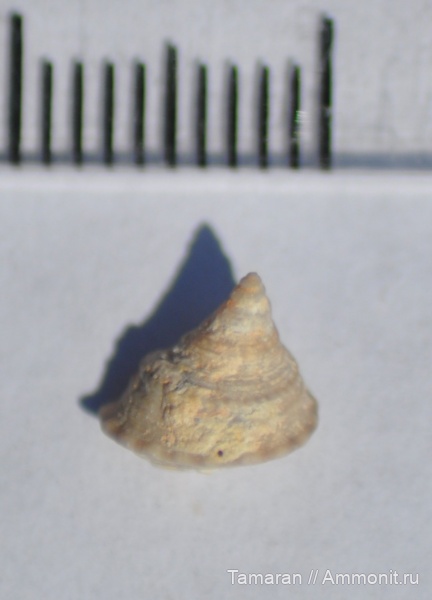 брюхоногие моллюски, кайнозой, Крым, Gibbula, Севастополь, Trochus blainvillei, средний сармат, Сарматский ярус брюхоногие моллюски, кайнозой, Крым, Gibbula, Севастополь, Trochus blainvillei, средний сармат, Сарматский ярус