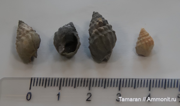 Dorsanum, Севастополь, Сарматский ярус, Duplicatula, Миоценовая эпоха