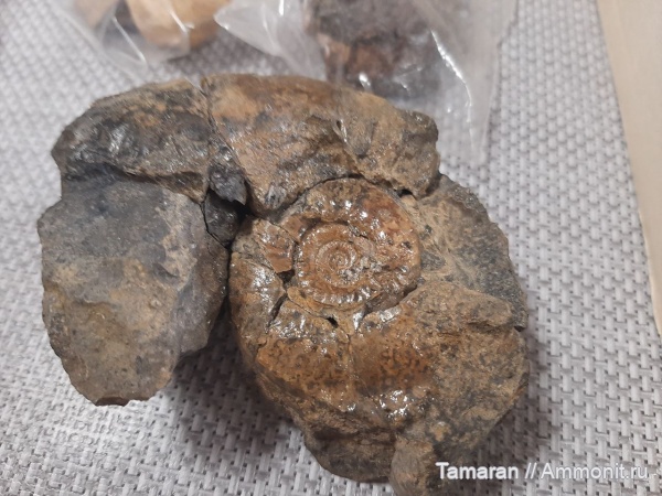 юра, Cardioceras, оксфорд, мезозой, Крым, Cardioceratidae, Новый Свет