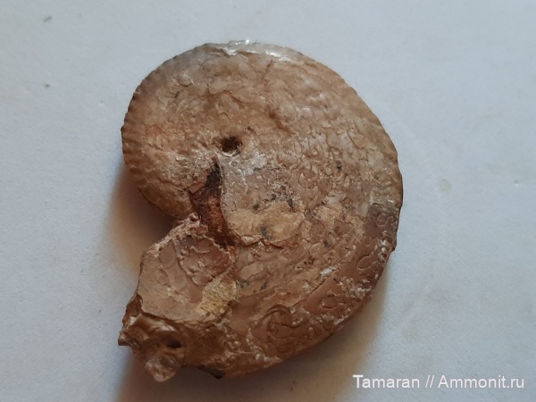 аммониты, Казахстан, пермский период, Medlicottia, Medlicottia orbignyana