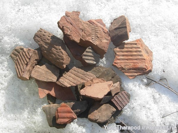 карбон, Донбасс, птеридоспермы, плауновидные, каламиты, стигмарии, каменноугольная флора