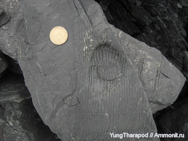 карбон, Донбасс, каламиты, каменноугольная флора