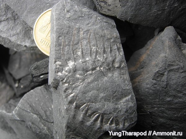 карбон, Донбасс, каламиты, каменноугольная флора, Calamites carinatus