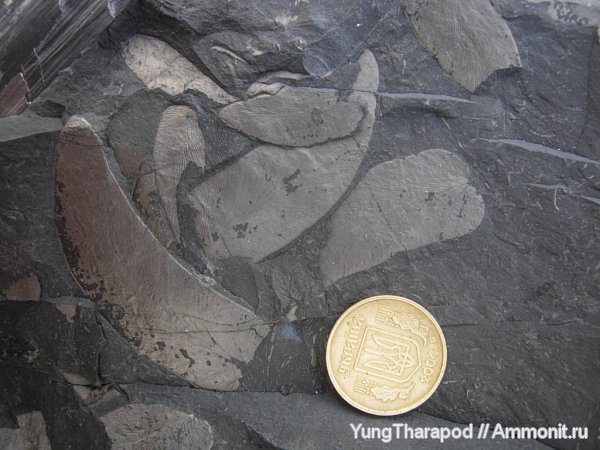 карбон, Донбасс, птеридоспермы, нейроптерис, каменноугольная флора