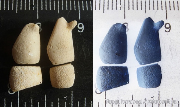 мел, палеоген, морские звезды, Asteroidea, Cretaceous