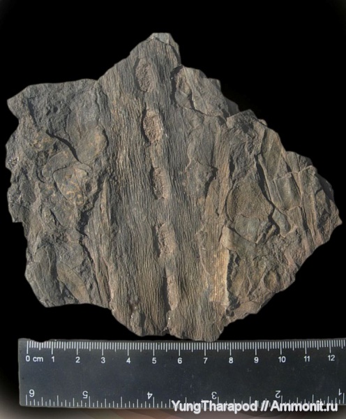 карбон, Neuropteris, Sigillaria, Донецкая область, Syringodendron alternans