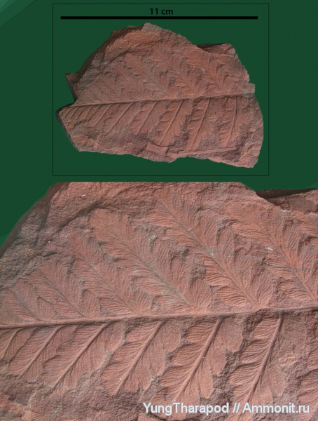 карбон, Флора, птеридоспермы, Mariopteris, Mariopteris nervosa, Донецкая область