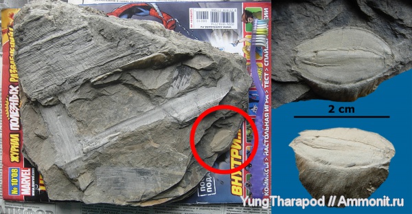 карбон, Донбасс, птеридоспермы, Boroviczia, Trigonocarpus