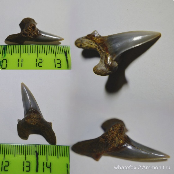 зубы акул, Cretoxyrhina, Cretoxyrhina denticulata, Тамбов