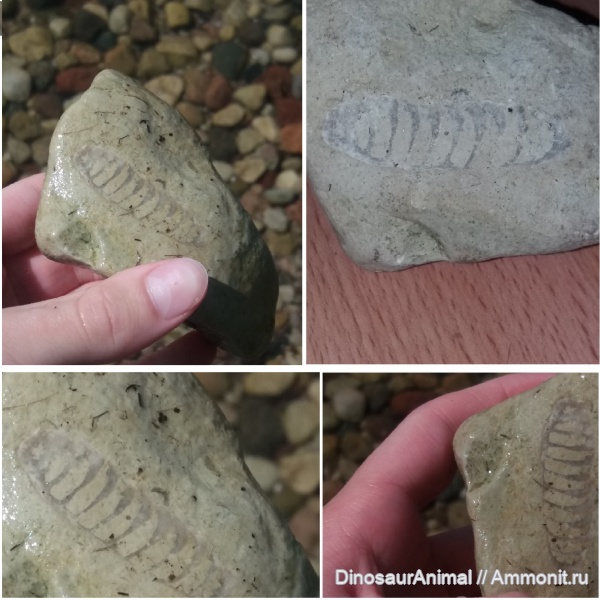 наутилоидеи, Nautiloidea, Endocerida, Литва, Тракай, Akmena, Ортоконы