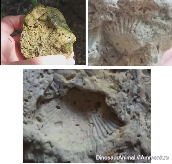 моллюски, Литва, Тракай, Akmena