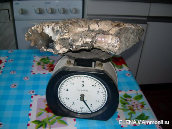 окаменелости, аммониты, Ammonites, Fossils