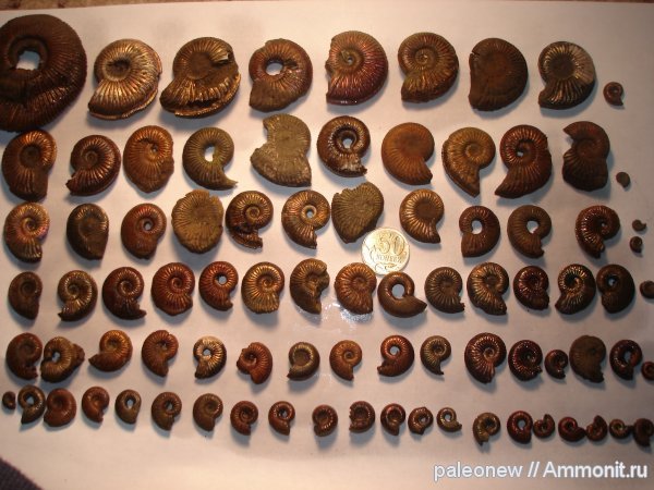аммониты, Бронницы, Марково, Amoeboceras, Бояркино, Ammonites