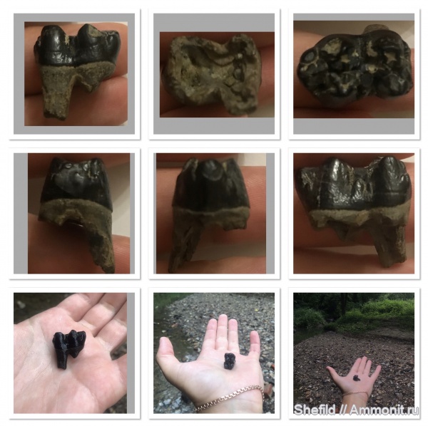 Москва, зубы, р. Шмелевка, млекопитающие, плейстоцен, зубы млекопитающих, teeth, зубы кабана