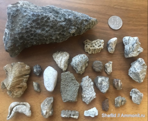 мшанки, кораллы, губки, Москва, р. Шмелевка