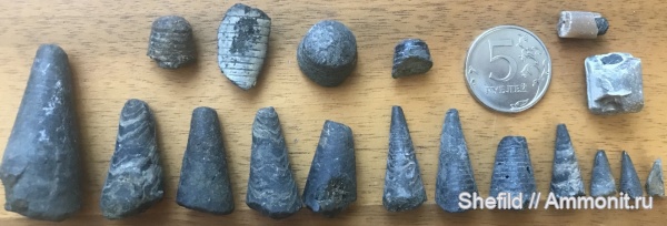 белемниты, Москва, р. Шмелевка, фрагмоконы, Jurassic