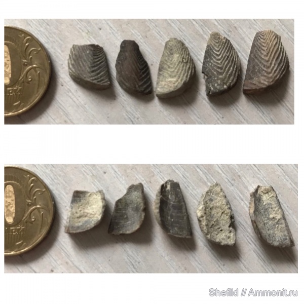 головоногие моллюски, Крым, аптихи, Punctaptychus, Tauriaptychus, Aptychi, Коктебель