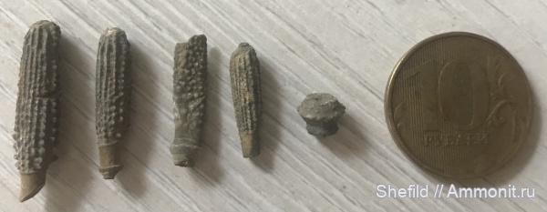 Крым, Echinoidea, иглы морских ежей, Судак