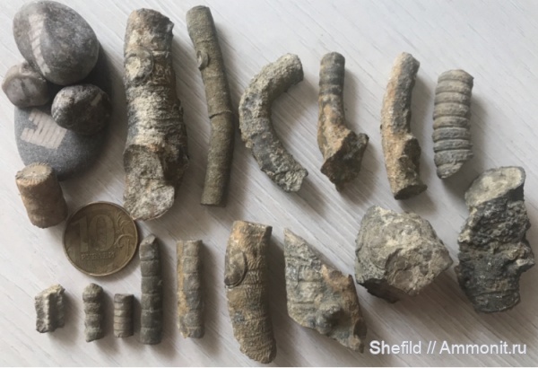 морские лилии, Крым, Crinoidea, Судак