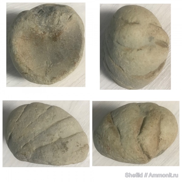 наутилусы, Крым, Macrocephalites, Коктебель