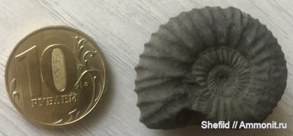 аммониты, Москва, р. Шмелевка, Jurassic