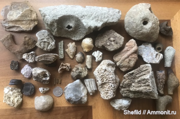 брахиоподы, морские лилии, кораллы, губки, Москва, ругозы, Echinoidea, позвонки, ихнофоссилии, иглы морских ежей, Crinoidea, Битцевский лес