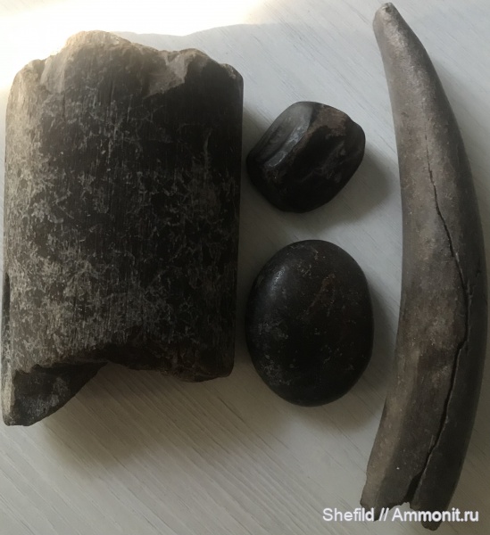 неоген, млекопитающие, киты, Крым, Керчь, Cetotherium, цетотерии, Азовское море