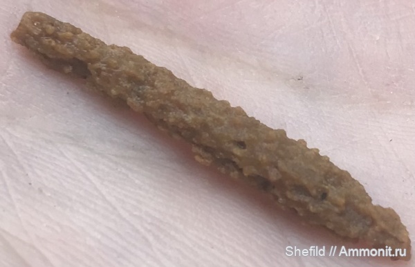 Москва, Echinoidea, иглы морских ежей, Битцевский лес, р.Чертановка