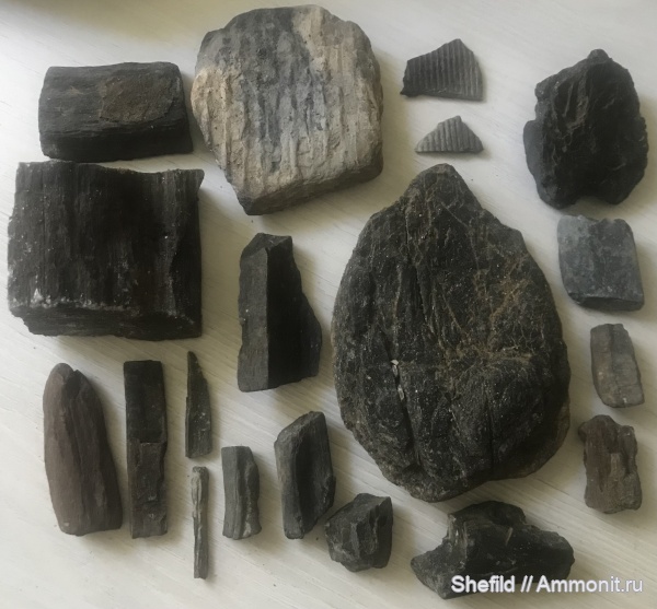 Москва, р. Шмелевка, окаменевшее дерево, Jurassic