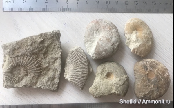 аммониты, Крым, Phylloceratidae, Pseudosubplanites, феодосия, Коктебель