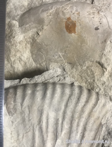 аммониты, Крым, феодосия