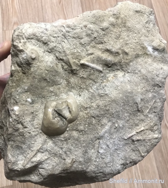 брахиоподы, морские ежи, Echinoidea, р. Ока, Нижний Новгород