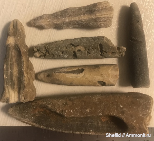 белемниты, Фили, Москва, р. Шмелевка, ростры, Jurassic