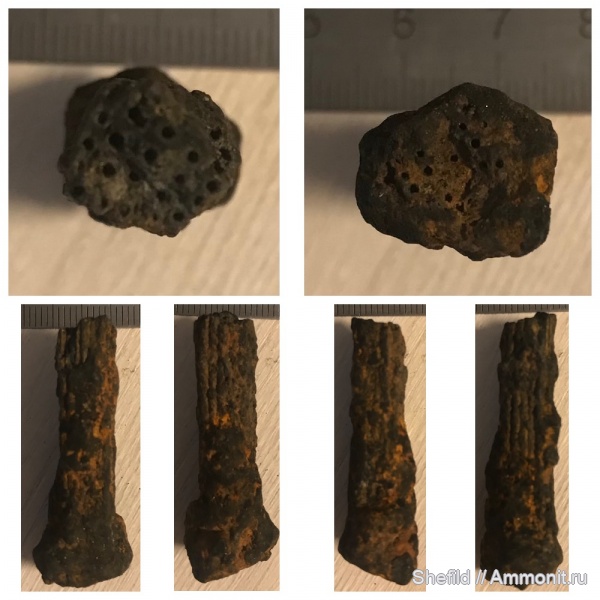 р. Шмелевка, Calamites, Jurassic