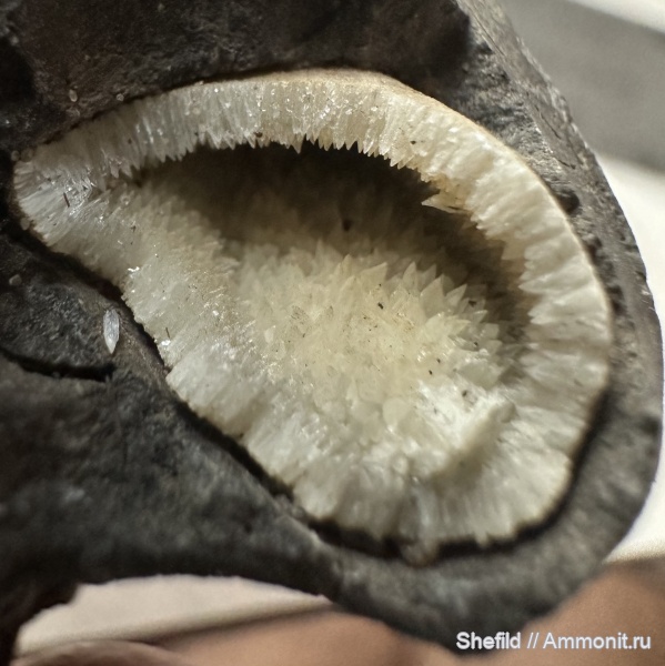 аммониты, юра, Москва, р. Шмелевка, Jurassic